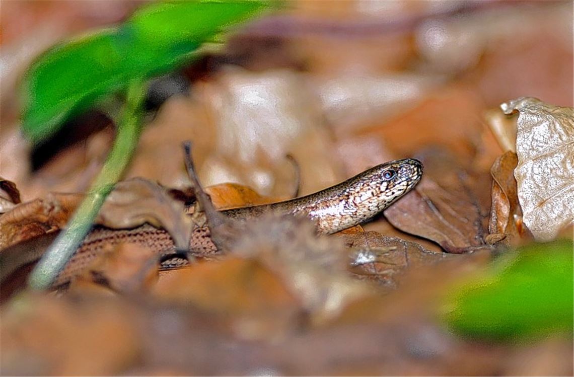 Echse steht auf Nacktschnecken
