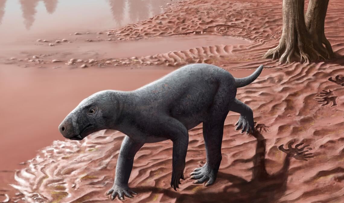 Illustration eines Gorgonopsiers.