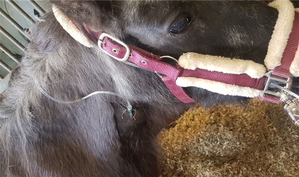 Im Bild das Pony „Blacky“, das am Wochenende einen Stressschock erlitten hat. Foto: privat