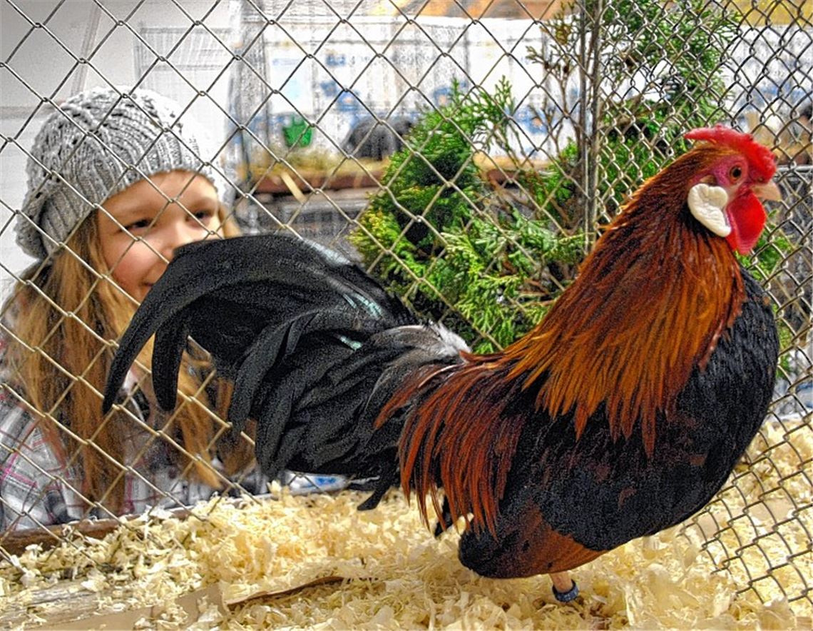 Im Blickfeld der EU: Das Kleintierzüchten wird mit neuen Auflagen belegt. Foto: Stahlfeld