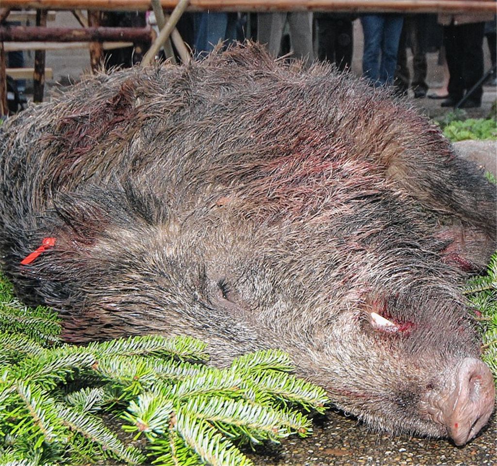 Schweinepest: Jäger sind alarmiert