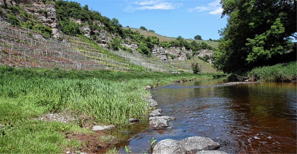 Im Enztal sind viele seltene Tier- und Pflanzenarten zuhause. Damit das so bleibt, erarbeiten Experten derzeit einen Managementplan für spezielle Schutzgebiete. 