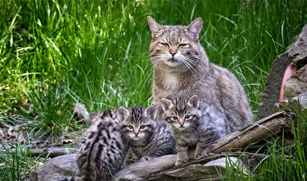 Im Erscheinungsbild ist die Wildkatze massiger und kraftvoller als die Hauskatze und sie hat in Relation zum Körper längere Beine. Europäische Wildkatzen leben vorwiegend in Wäldern.