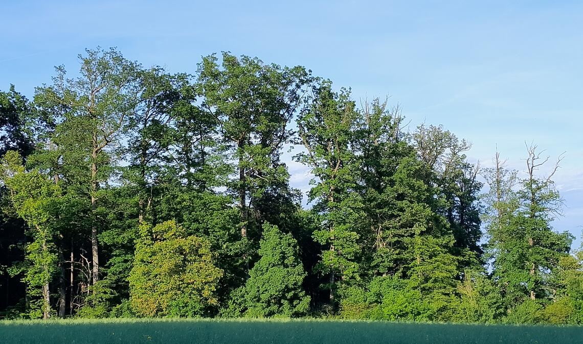 Im Frühjahr gut zu erkennen: Dürre Baumkronen und abgestorbene Äste zeugen von einem Wald im Stresszustand. Foto: Enzkreis/Albrecht