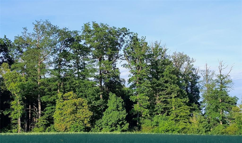 Im Frühjahr gut zu erkennen: Dürre Baumkronen und abgestorbene Äste zeugen von einem Wald im Stresszustand. Foto: Enzkreis/Albrecht