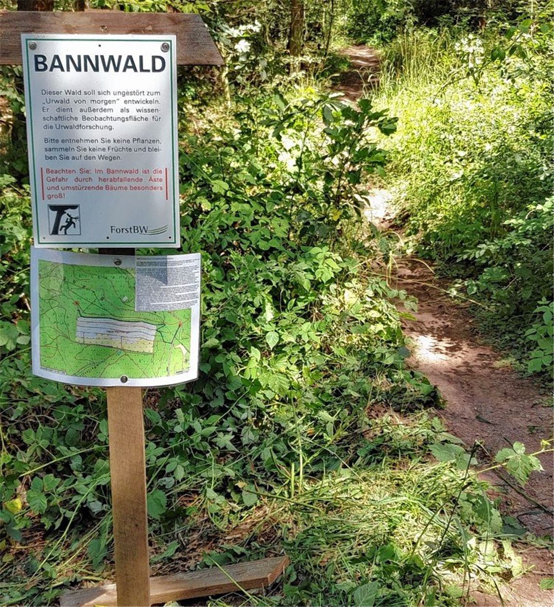 Klimastress macht Wald zu schaffen