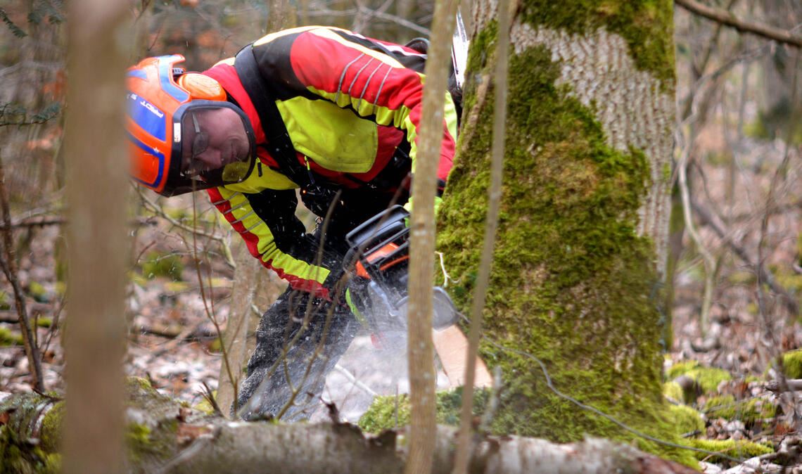 Im Kißlingwald in Mühlacker finden in dieser Woche großangelegte Baumfällaktionen statt. Doch der vermeintliche „Kahlschlag“ hat laut den Forstleuten gute Gründe. Fotos: Stahlfeld