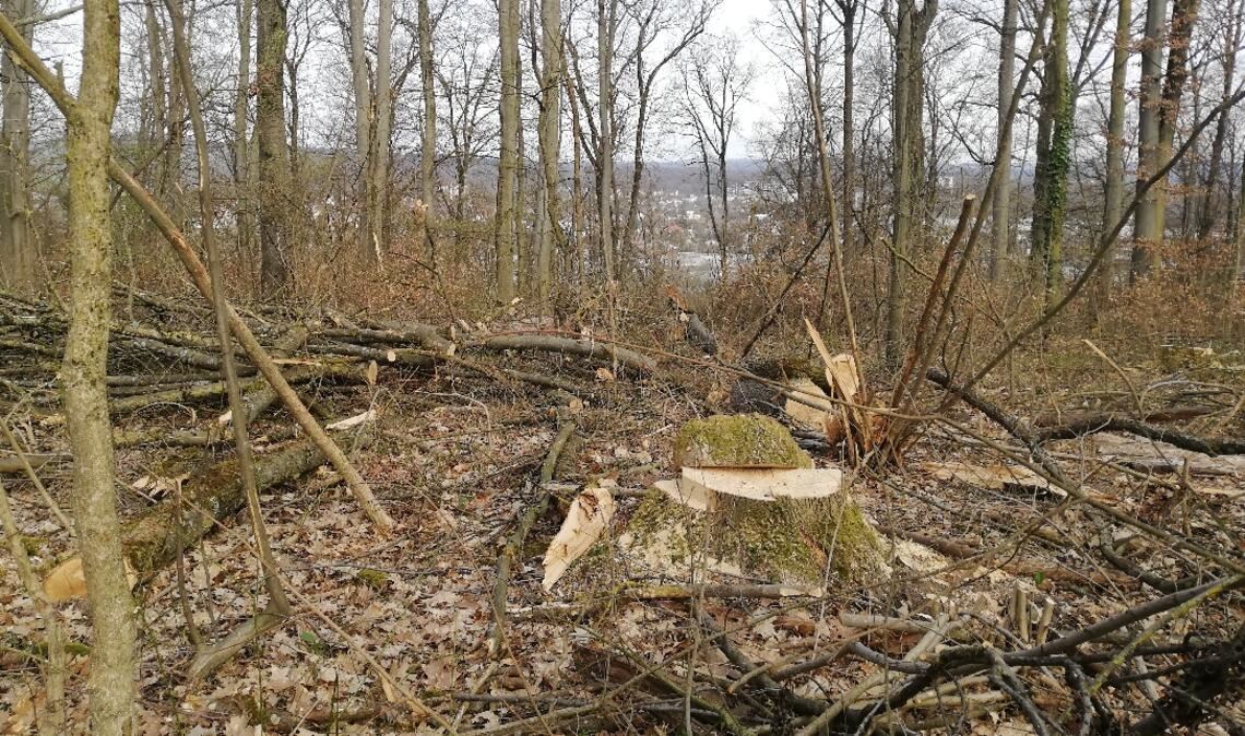 Im Kißlingwald sieht es derzeit wild aus. Das hat aber seinen Grund. Foto: privat