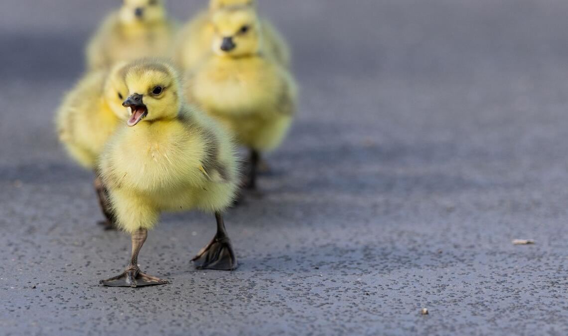 Im Kükenmarsch - Kleine Kanadagänse unterwegs