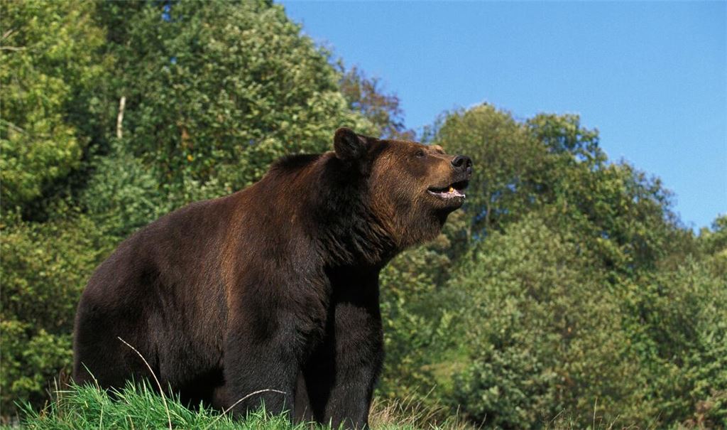 Im Landkreis Oberallgäu wurde ein Braunbär gesichtet (Symbolbild).