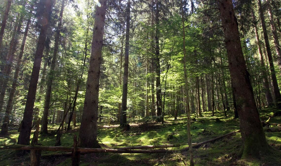 Im Nationalpark Hunsrück-Hochwald gibt es einen Mischwald aus Fichten und alten Buchen. (Archivfoto)