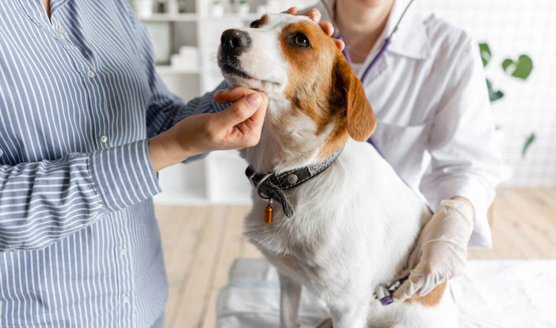 Im November 2022 steigen die Tierarztkosten. Was die Gebührenordnung für Tierärzte (GOT) nun für Hundebesitzer vorsieht, erfahren Sie hier.