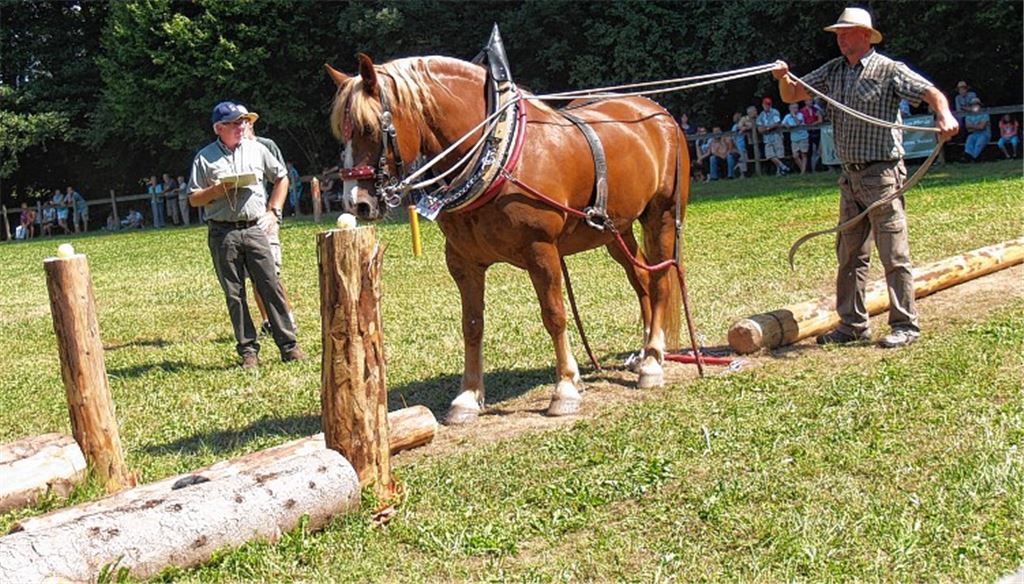 Im Parcours: Markus Freyburger und Horscht, die beinahe alle Stationen ruhig und besonnen meistern. Erst Station zehn wird ihnen zum Verhängnis, als Horscht den schweren Stamm um gerade einmal zwei Zentimeter verzieht und ihn so nicht zwischen die Pfosten einführen kann. Hinzu kommt eine Zeitüberschreitung, die dem Paar die Siegschancen vereitelt. Fotos: Filitz