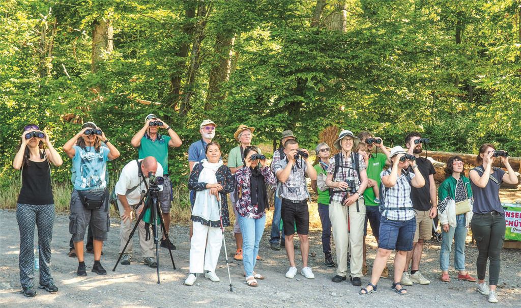 Im Schönenberger Tal gibt es viel zu sehen: Neben dem Milan, nach dem die Teilnehmerinnen und Teilnehmer Ausschau halten, lenkt eine Exkursion zum „Tag der Artenvielfalt“ den Blick auch auf Schönheiten am Wegesrand wie die violett blühende Wald-Glockenblume oder die „Weiße Braunelle“ (Bilder ganz unten). Fotos: Müller (3), privat