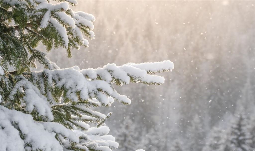Im Schwarzwald kann es diese Woche schneien.