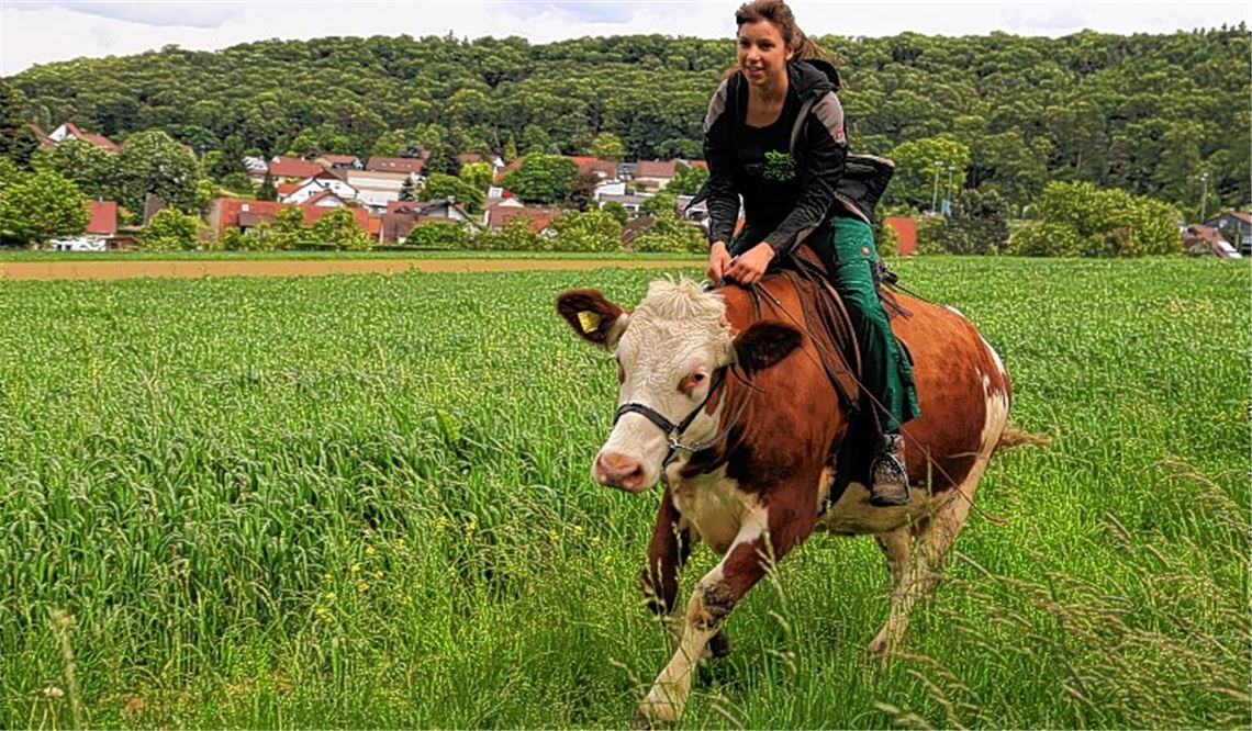 Im Schweinsgalopp – falsch: Kuh-Trab –geht es am Feld entlang. Dabei zeigt Miri bei den Film- und Fotoaufnahmen, dass Rinder durchaus ihren eigenen Kopf haben. Fotos: Recken