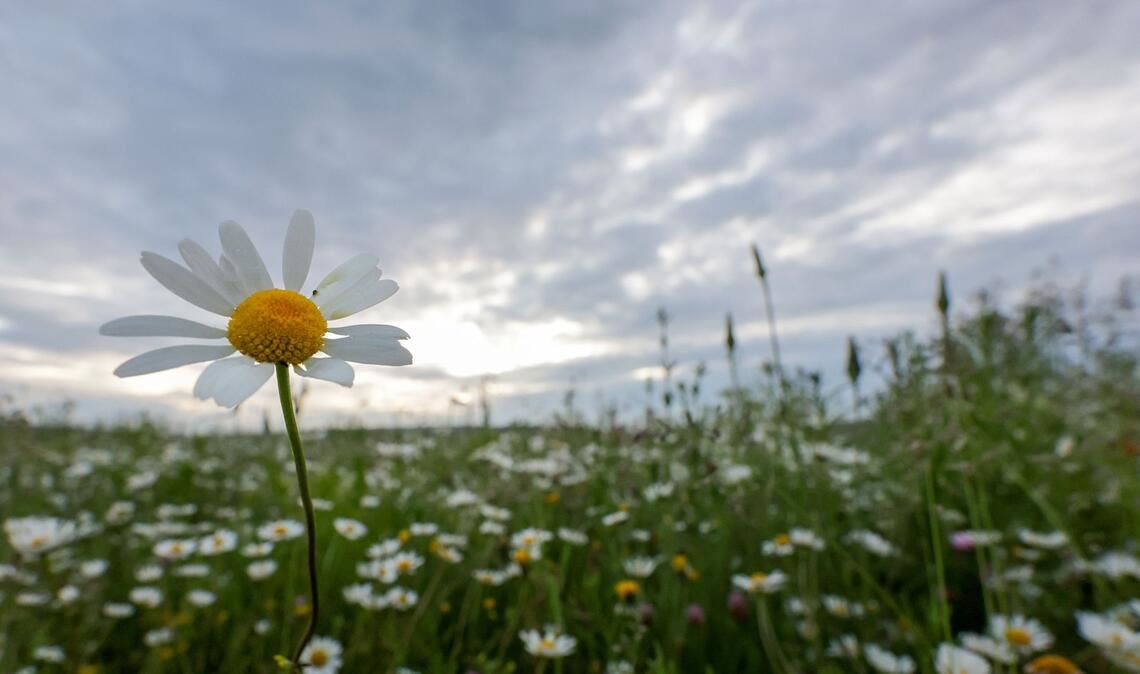 Im Südwesten beginnt die Woche vielerorts wechselns bewölkt.