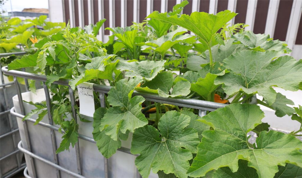 Im Test zeigt sich: Die Pflanzen gedeihen auf dem Substrat, das im Rahmen von UpCycling Plus hergestellt wird, prächtig. Symbolfoto: Archiv