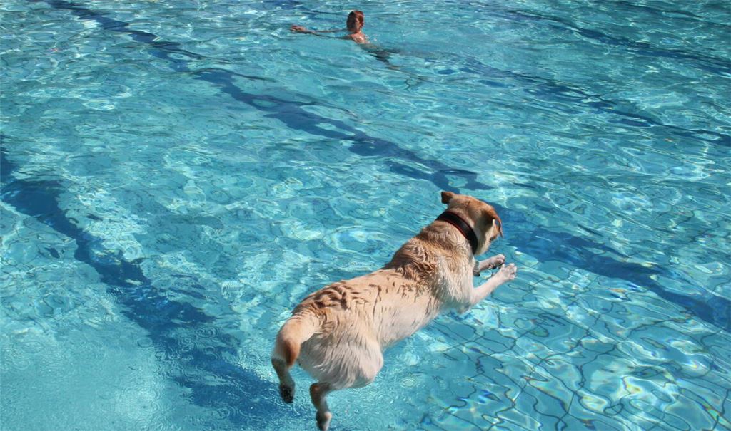 Im Vaihinger Freibad ziehen zum Saisonfinale Hunde ihre Bahnen. Foto: ub