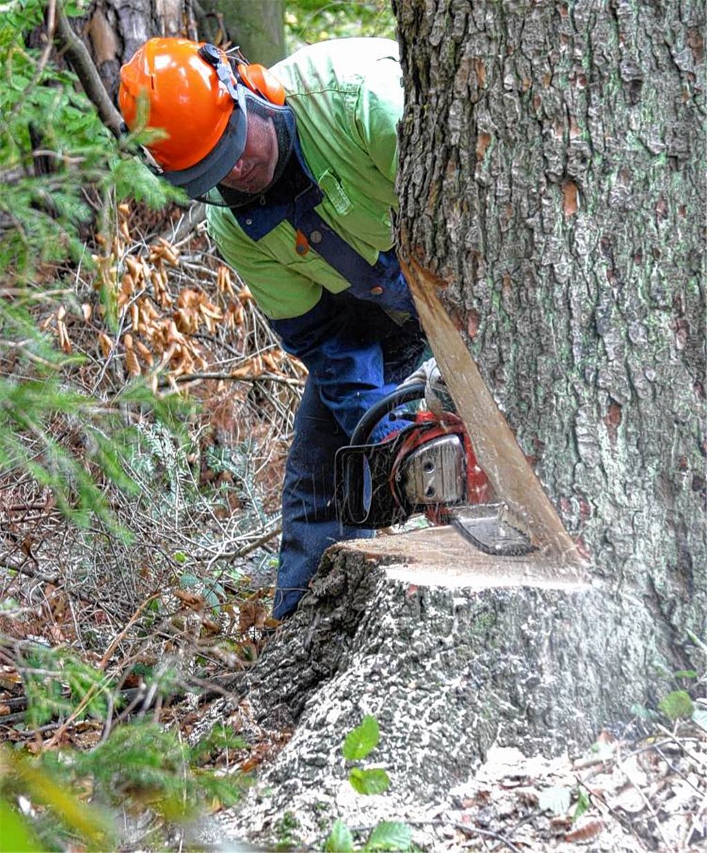 Im Wald gelten auch für „Amateure“ strenge Sicherheitsauflagen.