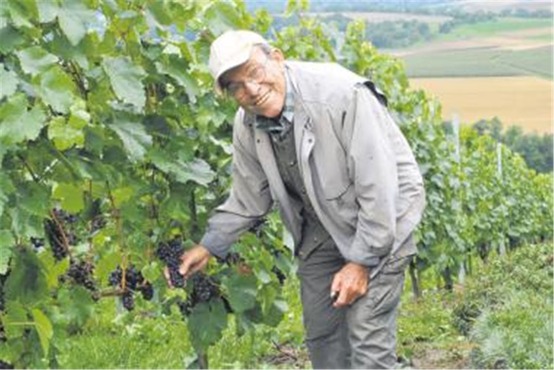 Im Weinberg gibt es immer was zu tun: Walter Schmierer sen. entfernt einen Teil des Laubwerks von den Reben, damit die Trauben nach einem Regenguss schneller abtrocknen und nicht faulen. Trotz der Wetterkapriolen ist der Mühlhäuser Wengerter optimistisch gestimmt und rechnet  falls es irgendwann wieder wärmer und sonniger wird  mit einem guten Jahrgang. Foto: Stahlfeld