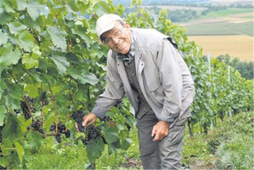 Im Weinberg gibt es immer was zu tun: Walter Schmierer sen. entfernt einen Teil des Laubwerks von den Reben, damit die Trauben nach einem Regenguss schneller abtrocknen und nicht faulen. Trotz der Wetterkapriolen ist der Mühlhäuser Wengerter optimistisch gestimmt und rechnet  falls es irgendwann wieder wärmer und sonniger wird  mit einem guten Jahrgang. Foto: Stahlfeld