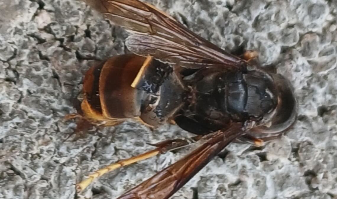 Im Wohngebiet Stöckach entdeckt: eine Arbeiterin der Asiatischen Hornisse. Foto: privat