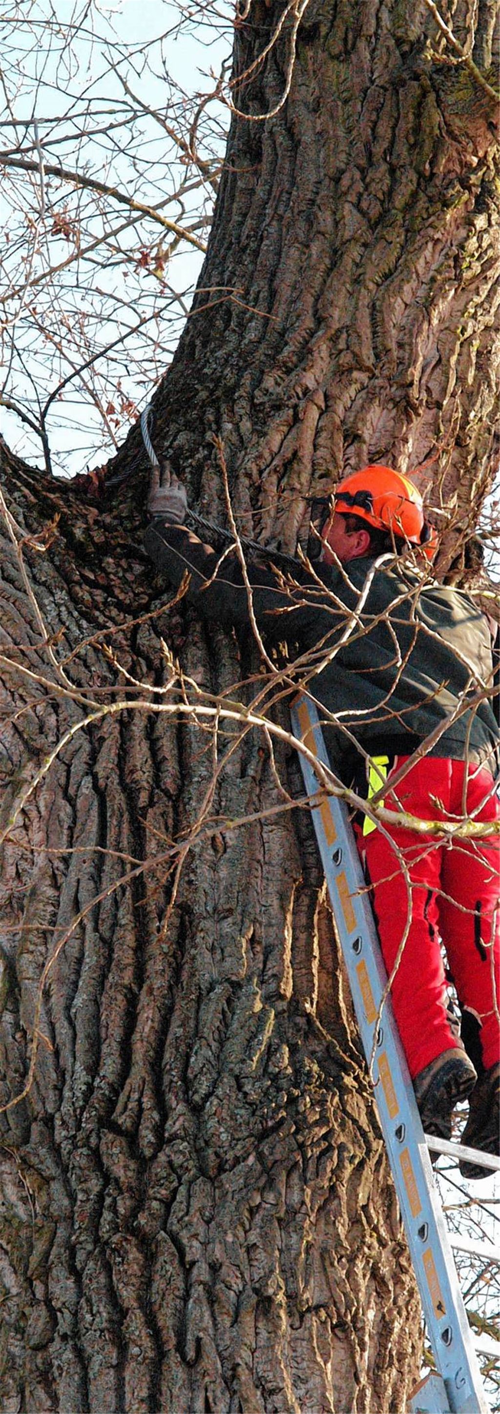 Im Zeitraffer – Arbeitsschritt eins: Thomas Nägele hängt hoch oben das Drahtseil für die Winde ein.