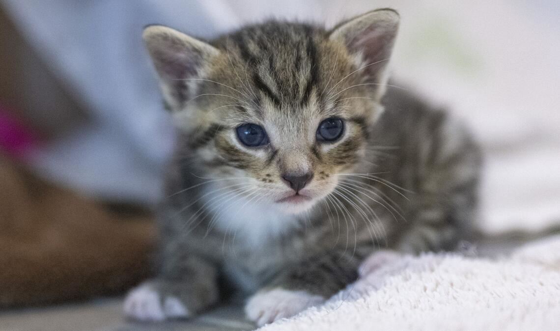 Im Zuge der Ermittlungen wurden der Verdächtigen alle Katzen in ihrem Besitz vorsorglich abgenommen. (Symbolbild)
