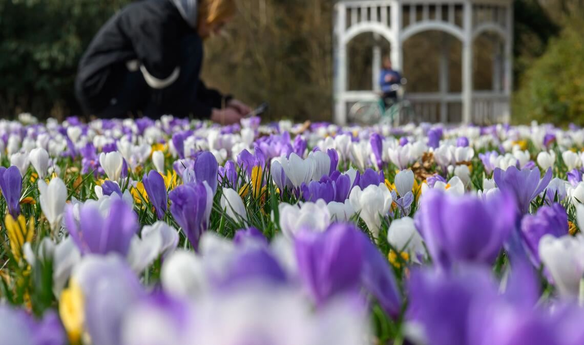 Im ersten meteorologischen Frühlingsmonat blühten auch die Krokusse. (Archivbild)