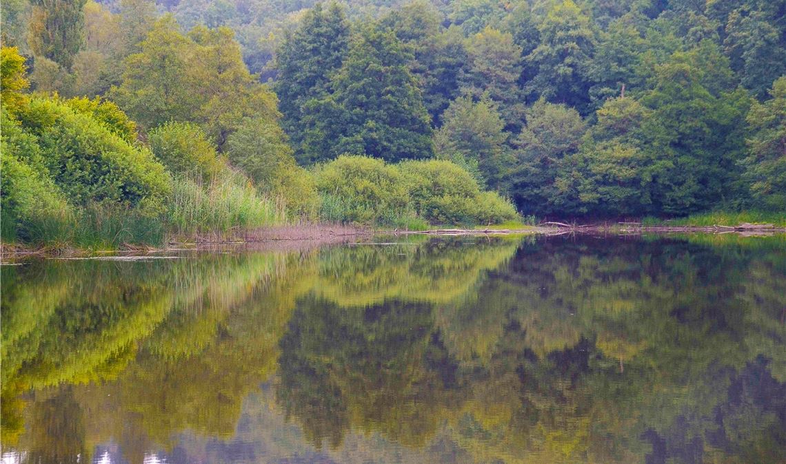 Im geheimnisvollen Bernhardsweiher gibt es noch den Laubfrosch. Fotos: Lechner