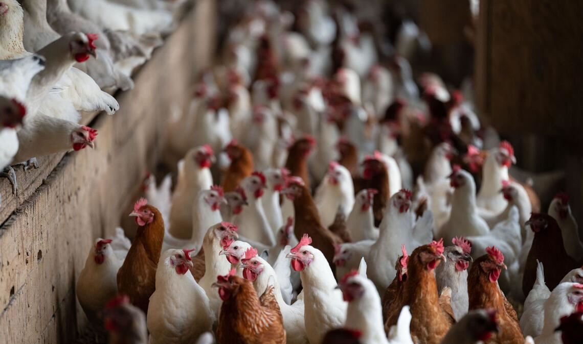 Im nördlichen Enzkreis herrscht Stallpflicht. (Symbolbild)