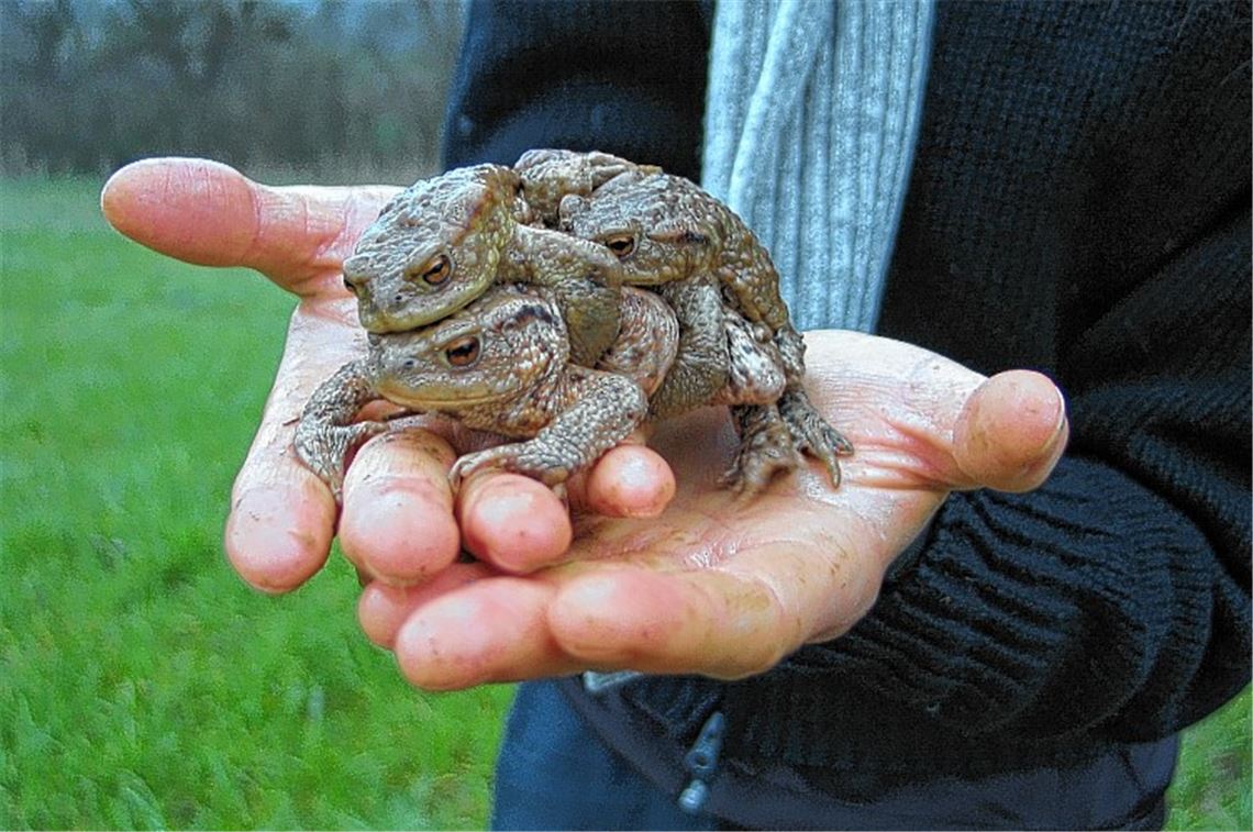 Bahn frei für Frösche und Kröten