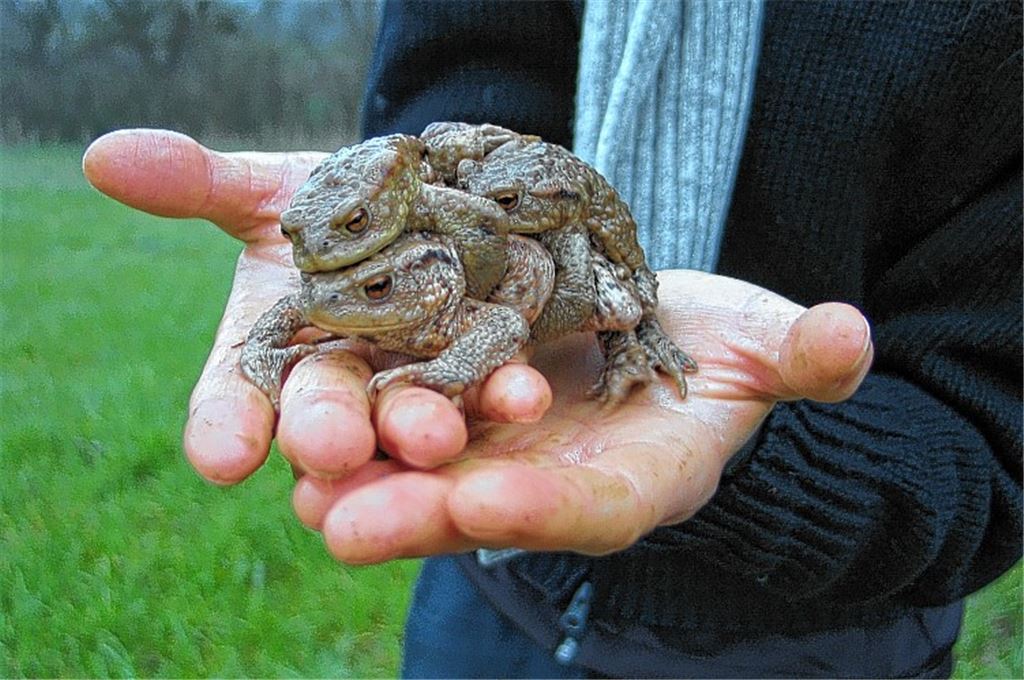 Bahn frei für Frösche und Kröten