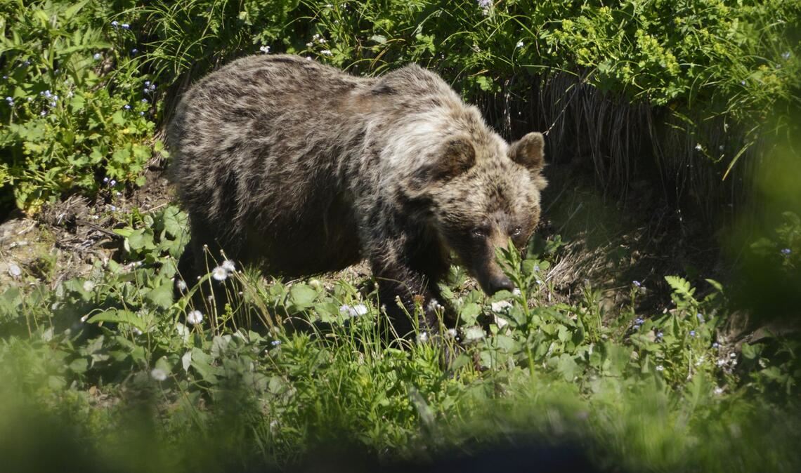 Im südöstlichen Landkreis Oberallgäu wurde ein Braunbär gesichtet. (Archivbild)