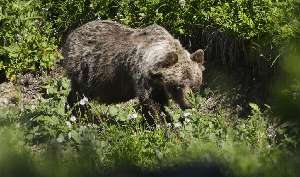 Im südöstlichen Landkreis Oberallgäu wurde ein Braunbär gesichtet. (Archivbild)