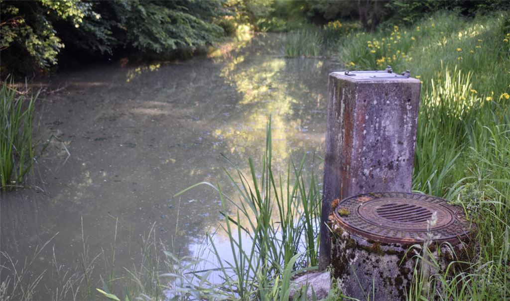 Im sumpfigen Gelände des Kelterner Ranntals wurde der Leichnam des 59-jährigen Igor T. aus Baden-Baden gefunden. Er wurde Opfer eines Gewaltverbrechens. Foto: Myroshnichenko