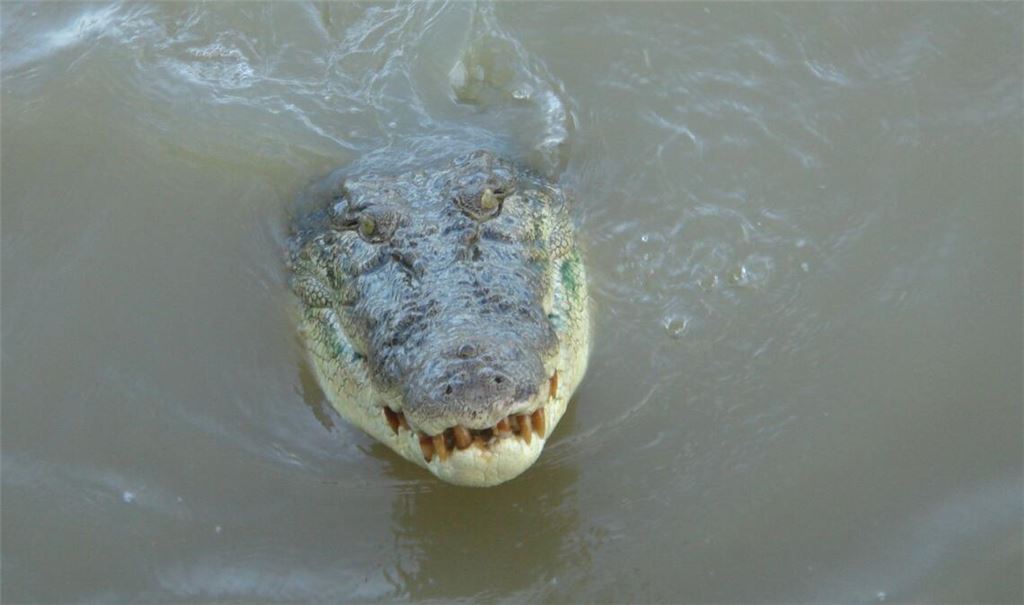 Im tropischen Norden von Australien wimmelt es von Salzwasserkrokodilen. (Archivbild)