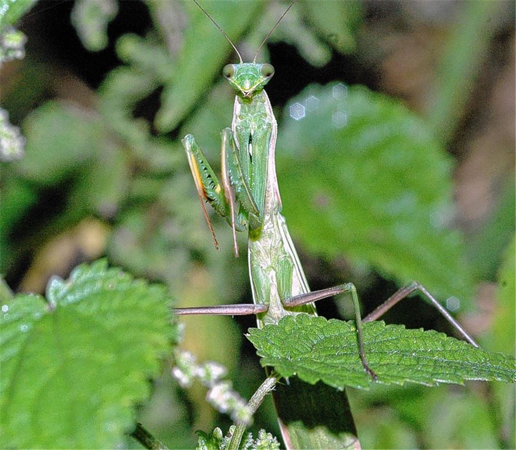 Im westlichen Enzkreis entdeckt: die Gottesanbeterin.