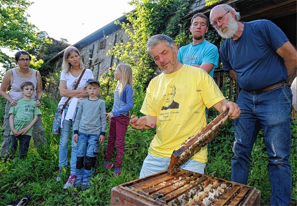 Bienen fliegen auf Wildblumen