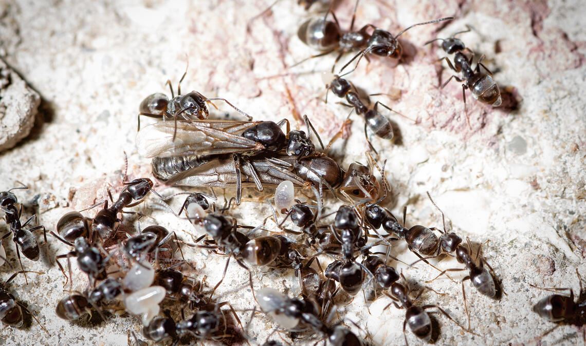 Immer häufiger zu sehen: Vertreter der Art „Tapinoma Magnum“. Foto: Adobe Stock