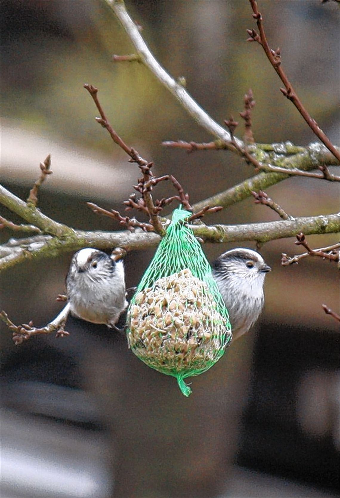 Immer weniger Wintervögel