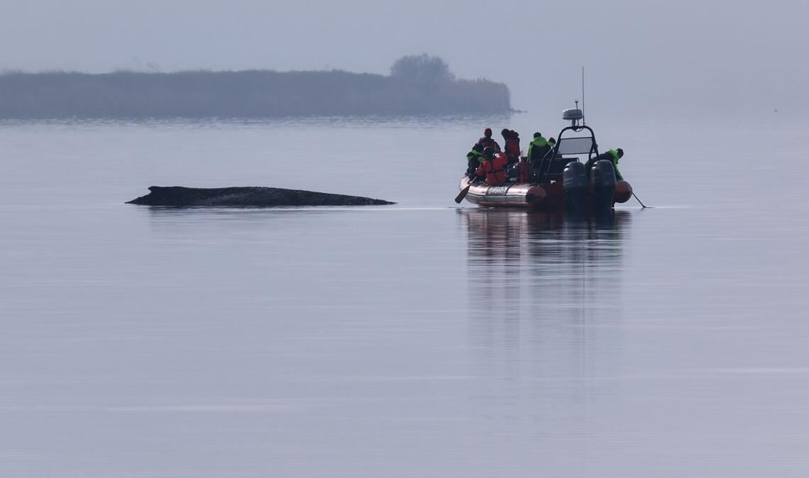 Immer wieder hatten sich Meeresschützer ein Bild vom Zustand des Wals gemacht.