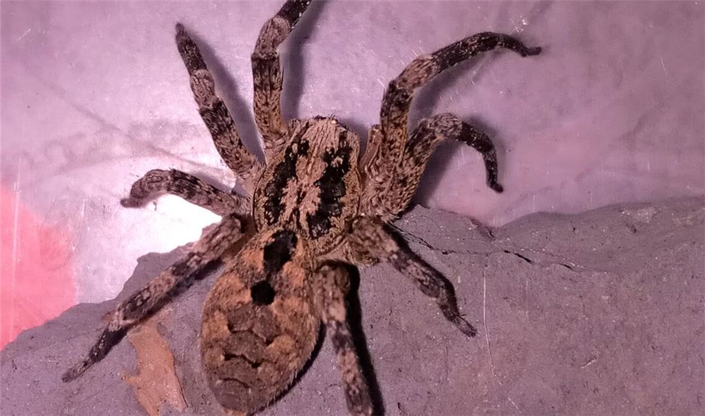 Imposante Erscheinung: Nosferatu-Spinne. Foto: Bosch