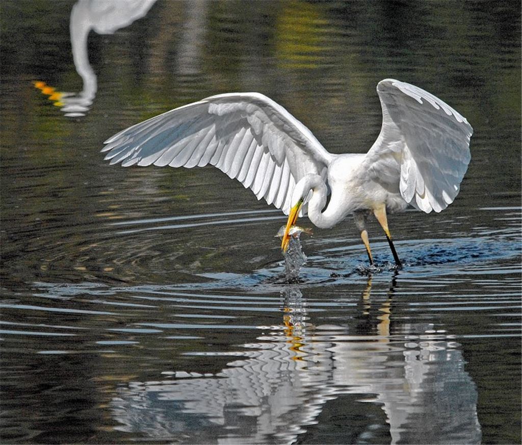 Imposanter Anblick: Auch im Enzkreis – zum Beispiel am Aalkistensee – geht immer häufiger der Silberreiher auf Jagd.