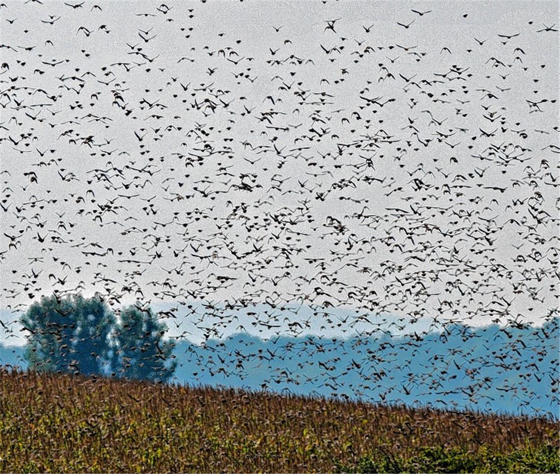 Imposantes Bild: Staren-Schwarm in der Nähe von Maulbronn.