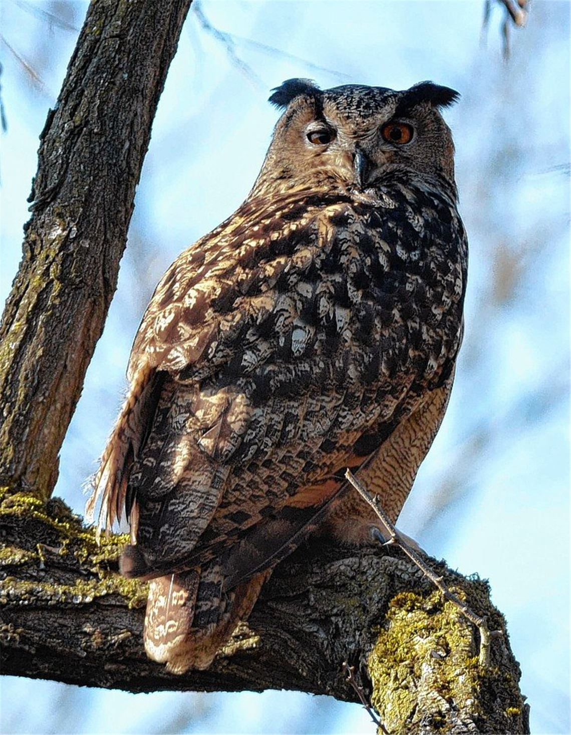 Imposanter Jäger ist wieder auf dem Vormarsch