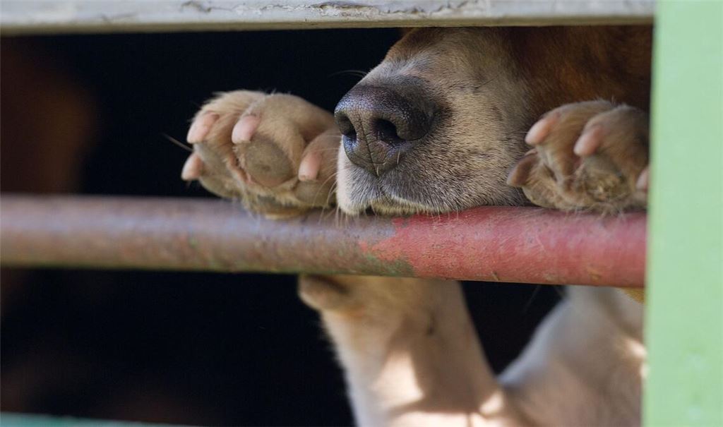 In Absprache mit dem Veterinäramt war der Hund in die Quarantänestation eines Tierheims gebracht worden. (Symbolbild)