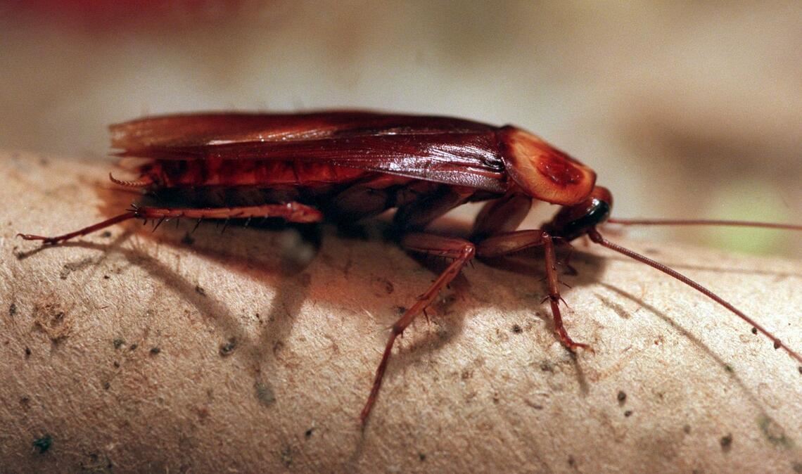 In Altenburg können Patenschaften für Kakerlaken übernommen werden. (Archivbild)