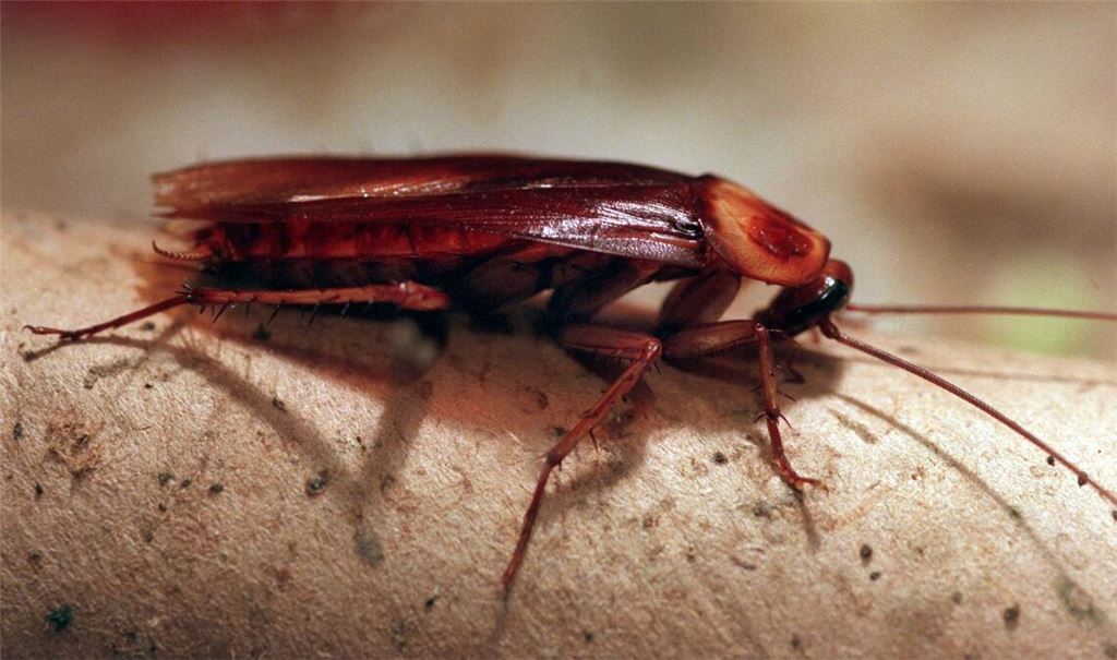 In Altenburg können Patenschaften für Kakerlaken übernommen werden. (Archivbild)